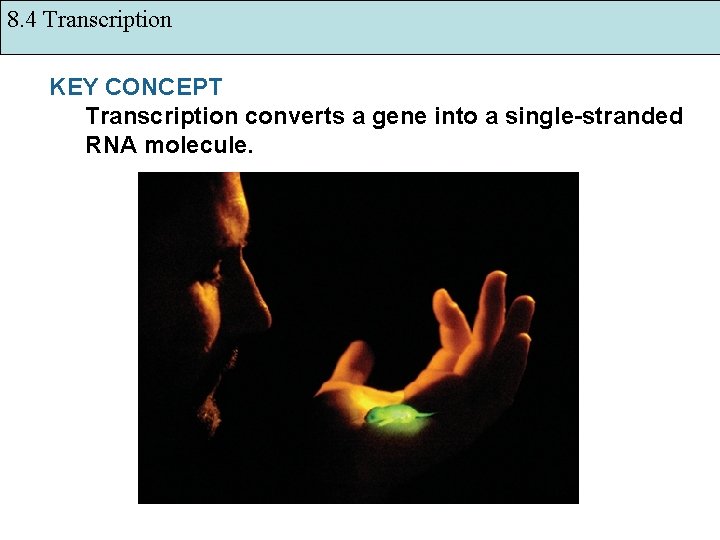 8. 4 Transcription KEY CONCEPT Transcription converts a gene into a single-stranded RNA molecule.