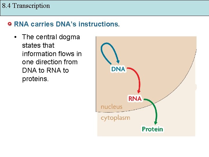 8. 4 Transcription RNA carries DNA’s instructions. • The central dogma states that information