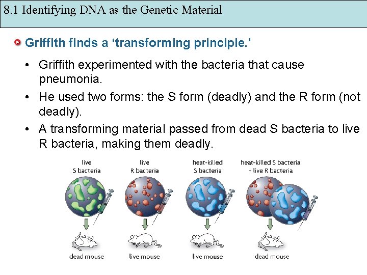 8. 1 Identifying DNA as the Genetic Material Griffith finds a ‘transforming principle. ’