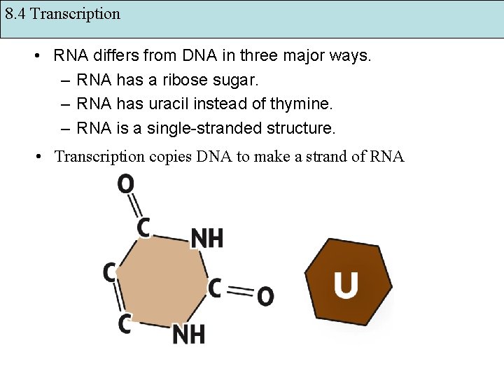 8. 4 Transcription • RNA differs from DNA in three major ways. – RNA