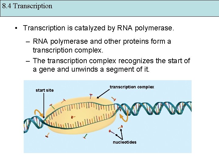 8. 4 Transcription • Transcription is catalyzed by RNA polymerase. – RNA polymerase and