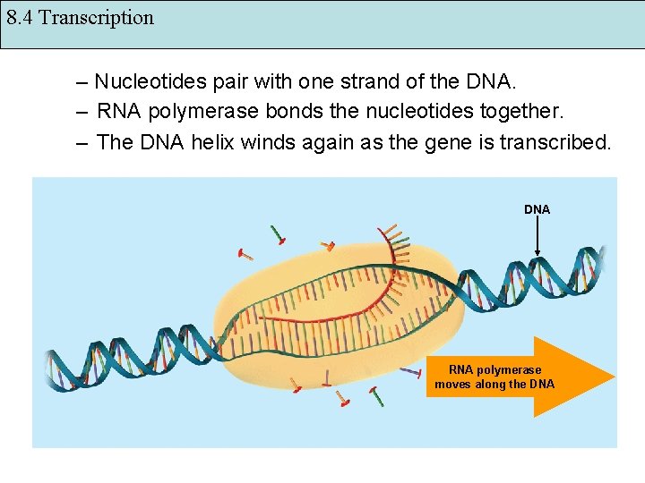 8. 4 Transcription – Nucleotides pair with one strand of the DNA. – RNA