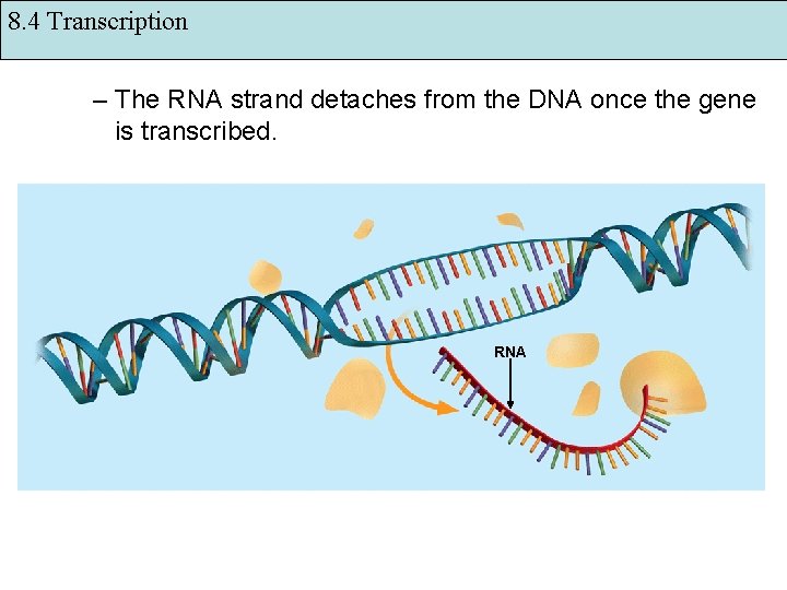 8. 4 Transcription – The RNA strand detaches from the DNA once the gene