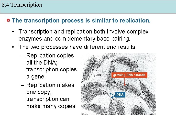 8. 4 Transcription The transcription process is similar to replication. • Transcription and replication