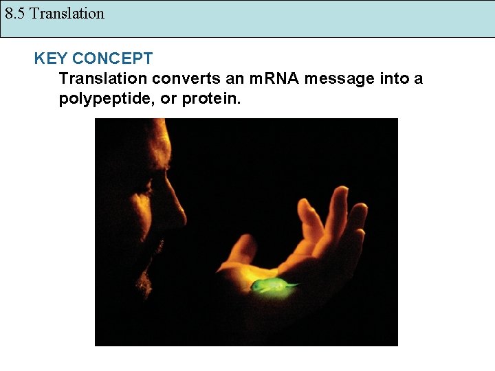 8. 5 Translation KEY CONCEPT Translation converts an m. RNA message into a polypeptide,