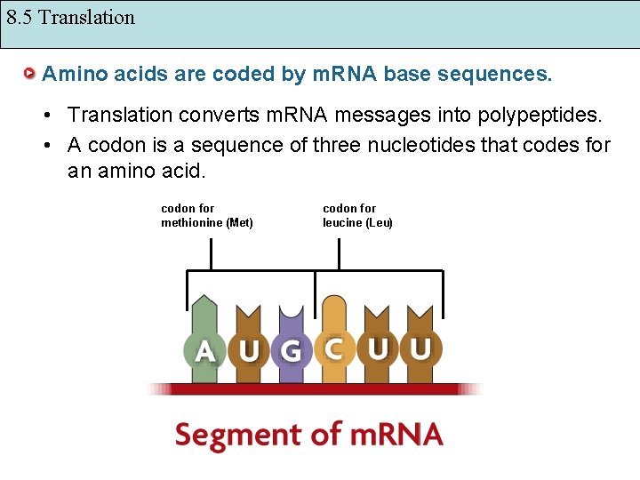 8. 5 Translation Amino acids are coded by m. RNA base sequences. • Translation