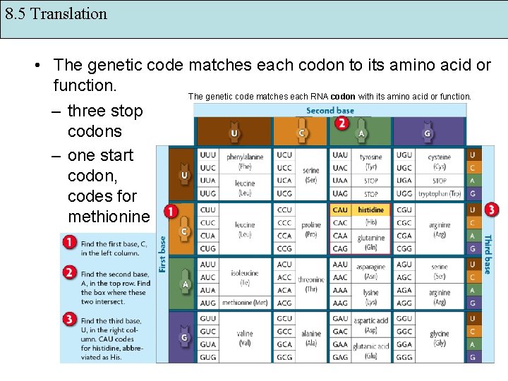 8. 5 Translation • The genetic code matches each codon to its amino acid