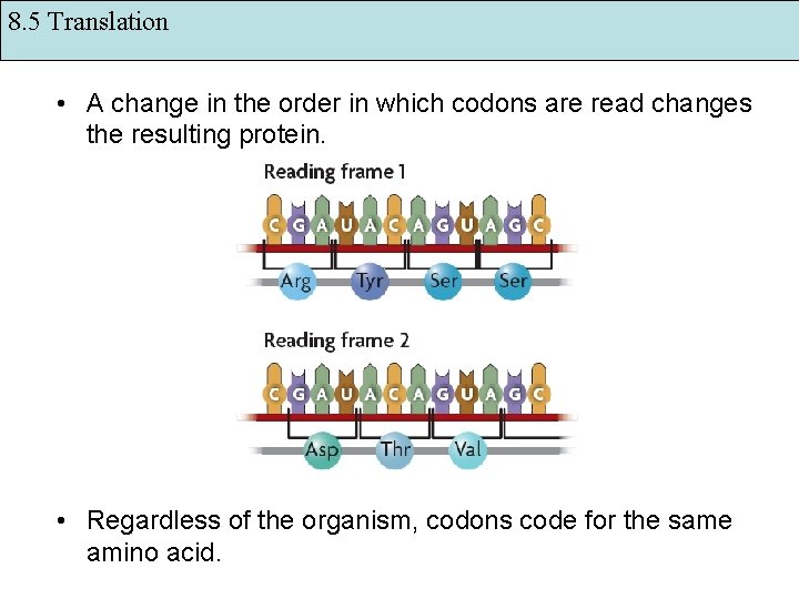 8. 5 Translation • A change in the order in which codons are read