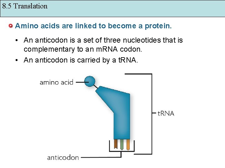 8. 5 Translation Amino acids are linked to become a protein. • An anticodon