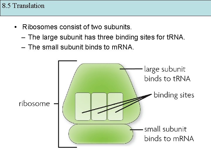 8. 5 Translation • Ribosomes consist of two subunits. – The large subunit has