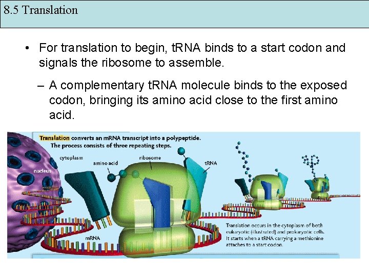 8. 5 Translation • For translation to begin, t. RNA binds to a start