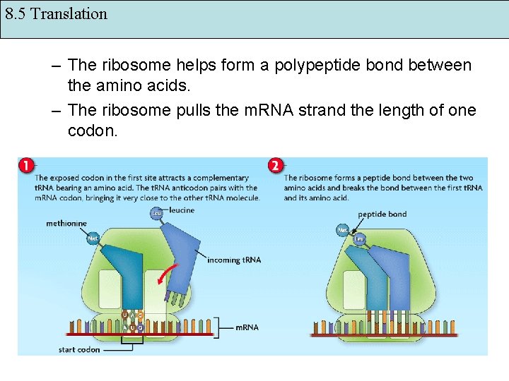 8. 5 Translation – The ribosome helps form a polypeptide bond between the amino