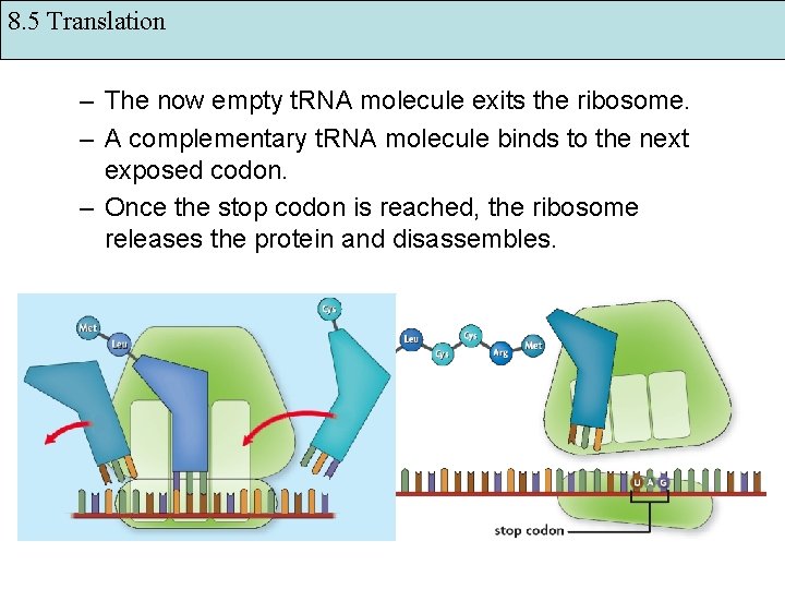 8. 5 Translation – The now empty t. RNA molecule exits the ribosome. –