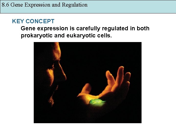 8. 6 Gene Expression and Regulation KEY CONCEPT Gene expression is carefully regulated in