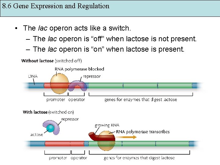 8. 6 Gene Expression and Regulation • The lac operon acts like a switch.