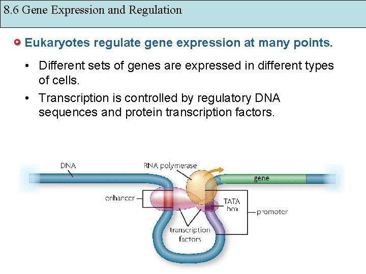 8. 6 Gene Expression and Regulation Eukaryotes regulate gene expression at many points. •