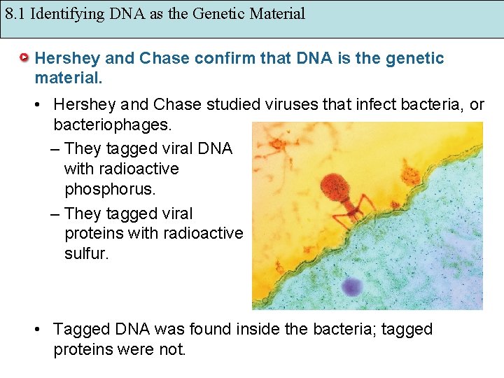 8. 1 Identifying DNA as the Genetic Material Hershey and Chase confirm that DNA