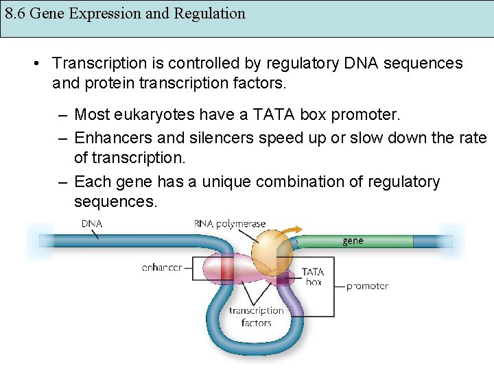 8. 6 Gene Expression and Regulation • Transcription is controlled by regulatory DNA sequences