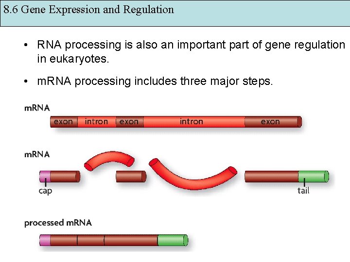 8. 6 Gene Expression and Regulation • RNA processing is also an important part