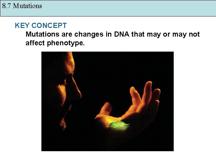 8. 7 Mutations KEY CONCEPT Mutations are changes in DNA that may or may