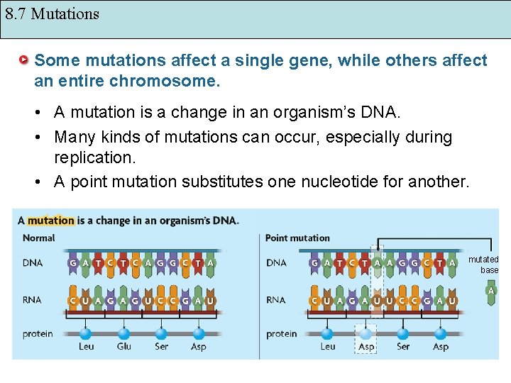 8. 7 Mutations Some mutations affect a single gene, while others affect an entire