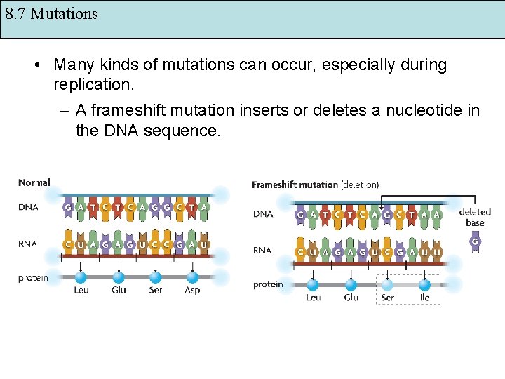 8. 7 Mutations • Many kinds of mutations can occur, especially during replication. –