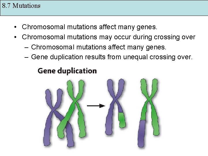 8. 7 Mutations • Chromosomal mutations affect many genes. • Chromosomal mutations may occur