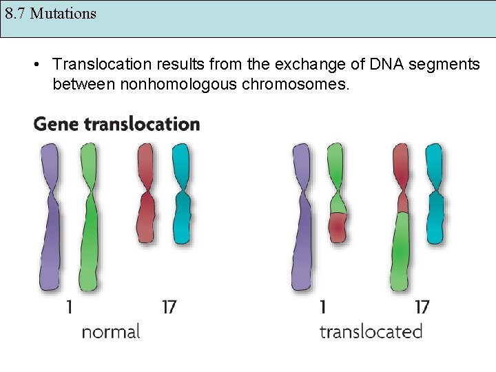 8. 7 Mutations • Translocation results from the exchange of DNA segments between nonhomologous