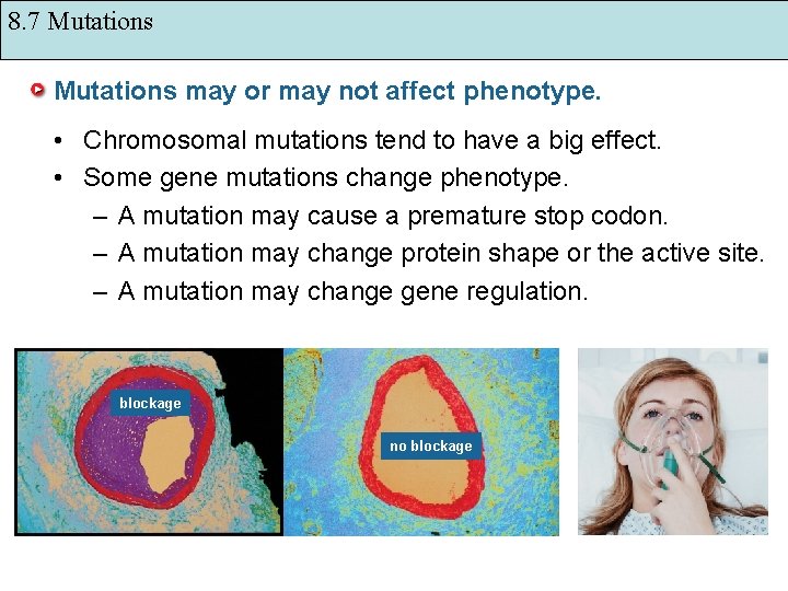 8. 7 Mutations may or may not affect phenotype. • Chromosomal mutations tend to