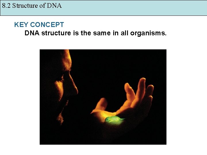 8. 2 Structure of DNA KEY CONCEPT DNA structure is the same in all