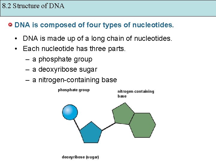 8. 2 Structure of DNA is composed of four types of nucleotides. • DNA