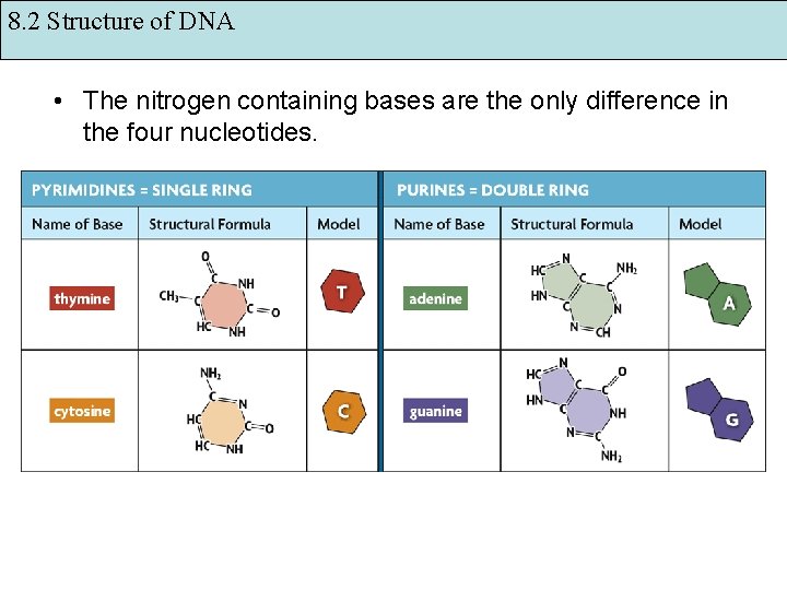 8. 2 Structure of DNA • The nitrogen containing bases are the only difference