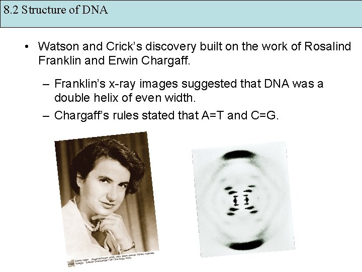 8. 2 Structure of DNA • Watson and Crick’s discovery built on the work