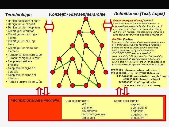 Terminologie Konzept / Klassenhierarchie domain or region of DNA [GENIA]: • Benign neoplasm of