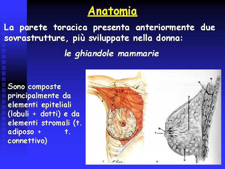 Anatomia La parete toracica presenta anteriormente due sovrastrutture, più sviluppate nella donna: le ghiandole