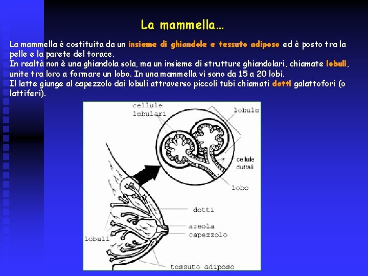 La mammella… La mammella è costituita da un insieme di ghiandole e tessuto adiposo