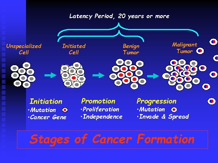 Latency Period, 20 years or more Unspecialized Cell Initiation Initiated Cell • Mutation •