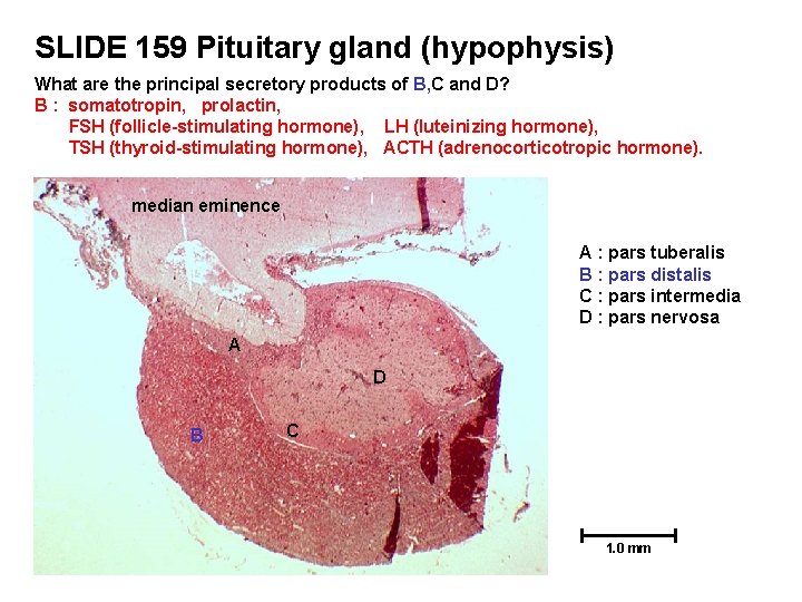 SLIDE 159 Pituitary gland (hypophysis) What are the principal secretory products of B, C