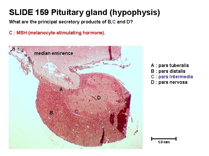SLIDE 159 Pituitary gland (hypophysis) What are the principal secretory products of B, C