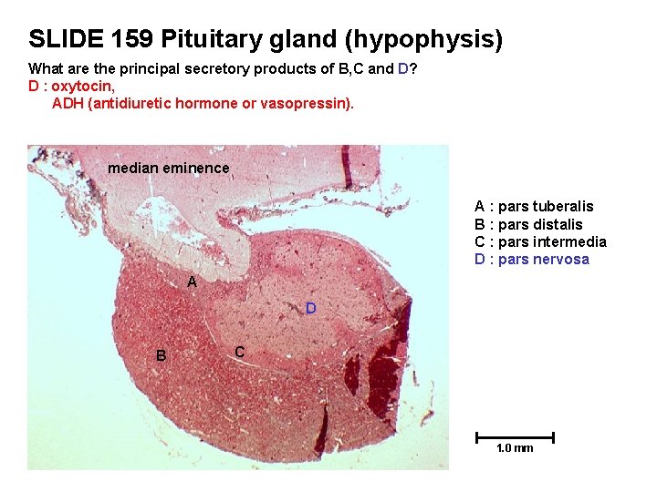 SLIDE 159 Pituitary gland (hypophysis) What are the principal secretory products of B, C