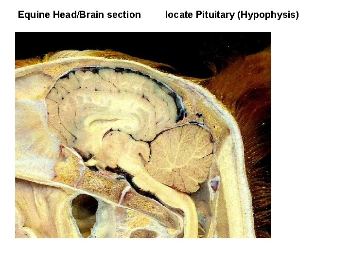 Equine Head/Brain section locate Pituitary (Hypophysis) 