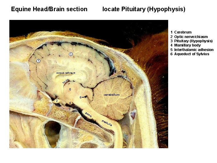 Equine Head/Brain section locate Pituitary (Hypophysis) 1 2 3 4 5 6 1 1