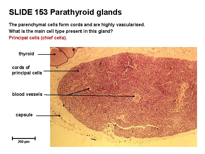 SLIDE 153 Parathyroid glands The parenchymal cells form cords and are highly vascularised. What