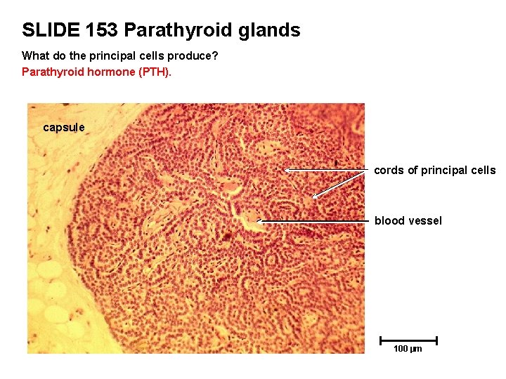 SLIDE 153 Parathyroid glands What do the principal cells produce? Parathyroid hormone (PTH). capsule