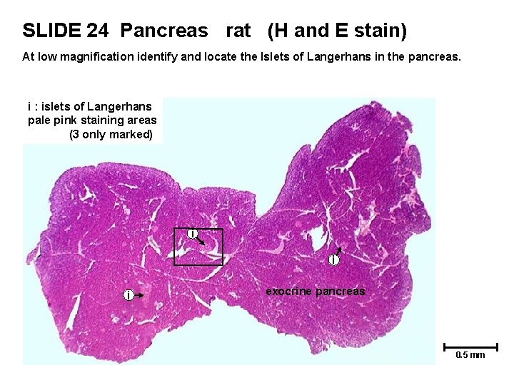 SLIDE 24 Pancreas rat (H and E stain) At low magnification identify and locate