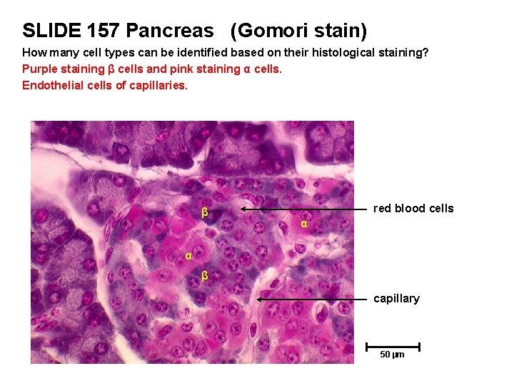 SLIDE 157 Pancreas (Gomori stain) How many cell types can be identified based on