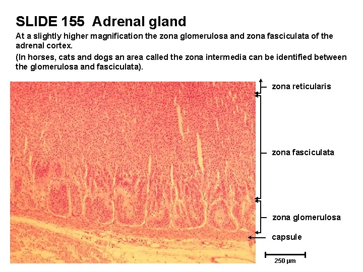 SLIDE 155 Adrenal gland At a slightly higher magnification the zona glomerulosa and zona