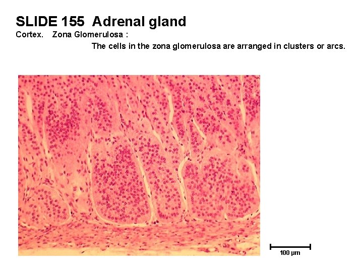 SLIDE 155 Adrenal gland Cortex. Zona Glomerulosa : The cells in the zona glomerulosa