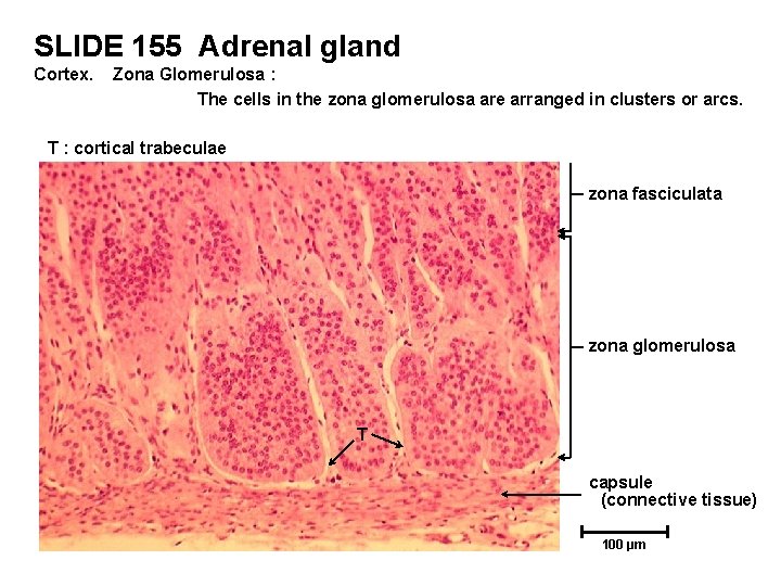 SLIDE 155 Adrenal gland Cortex. Zona Glomerulosa : The cells in the zona glomerulosa