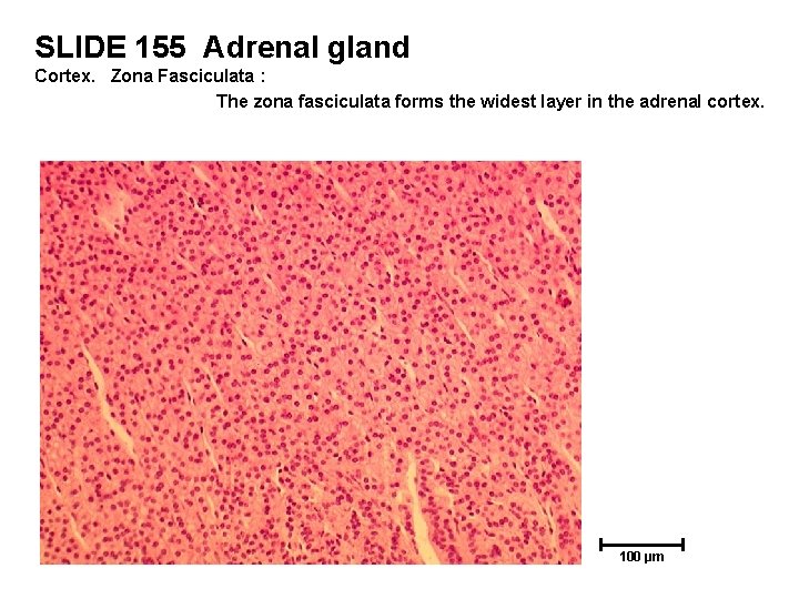 SLIDE 155 Adrenal gland Cortex. Zona Fasciculata : The zona fasciculata forms the widest